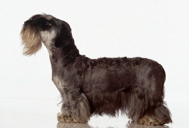 dogs breeds that don. small dog breeds images.