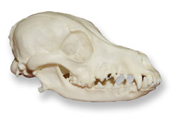 dauchound-skull.jpg