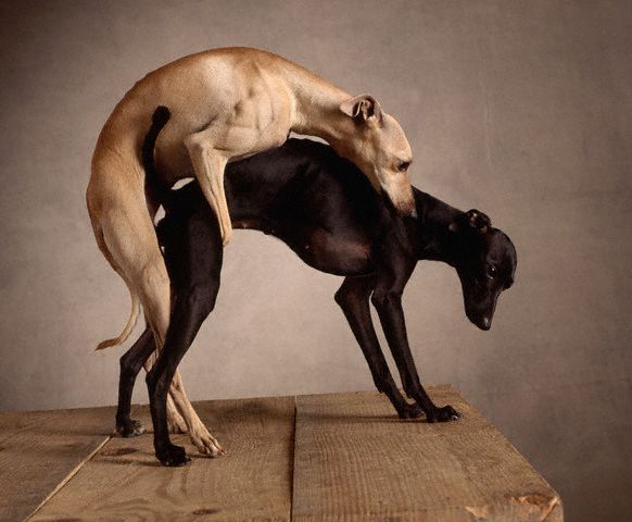 greyhounds-italian-mating.jpg