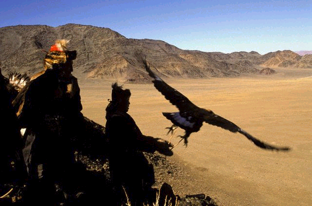 golden eagle hunting wolves. When the eagle#39;s owner lifts