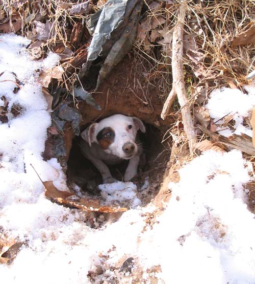Possum track in snow. Possum tracks looks like martians made them, 
