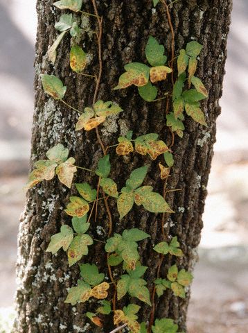 poison oak pictures on skin. poison oak pictures on skin.