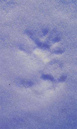 Possum track in snow. Possum tracks looks like martians made them, 
