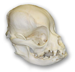 http://www.terrierman.com/pug-skull.jpg